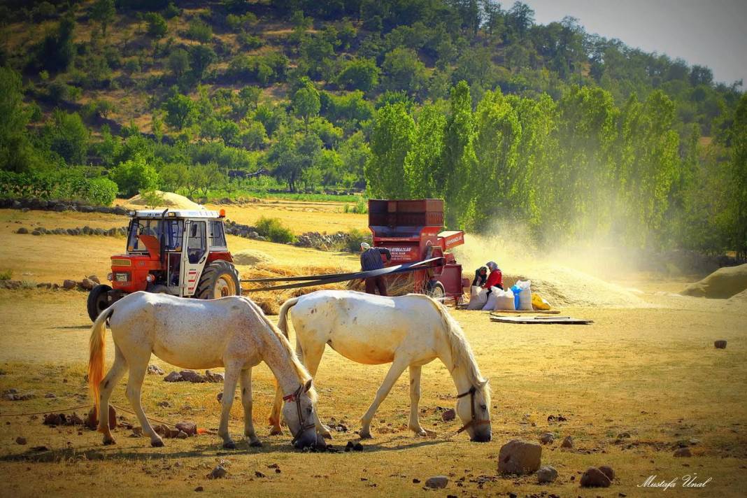 Konya’da kuraklığın içine çizilmiş harman portresi 7